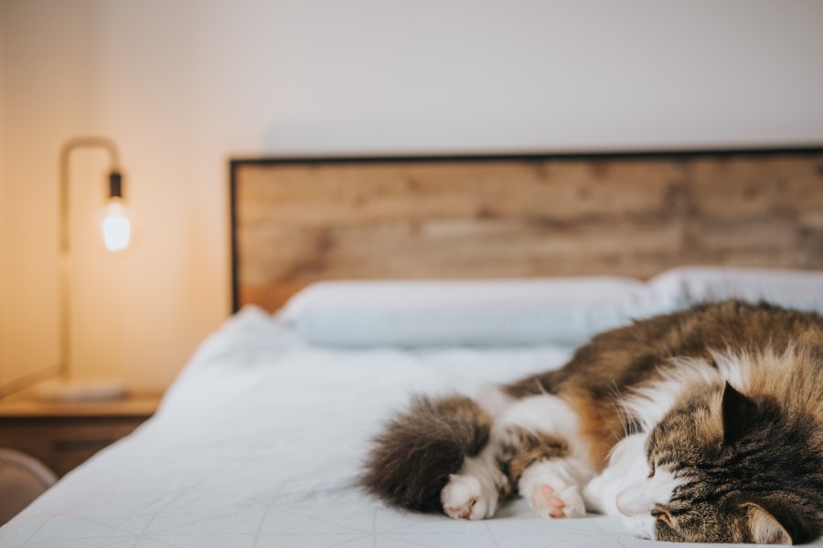 Pisică dormind pe pat