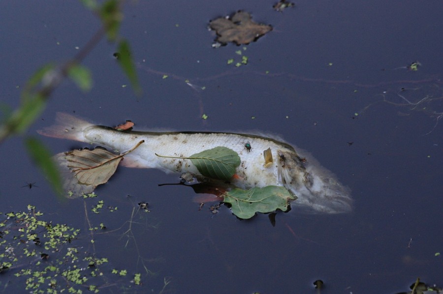 Pește mort